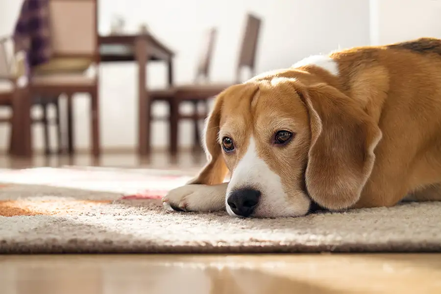 Adorable family pup snoozing on area rug - pet odors elimination - Springfield, IL